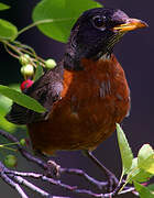 American Robin