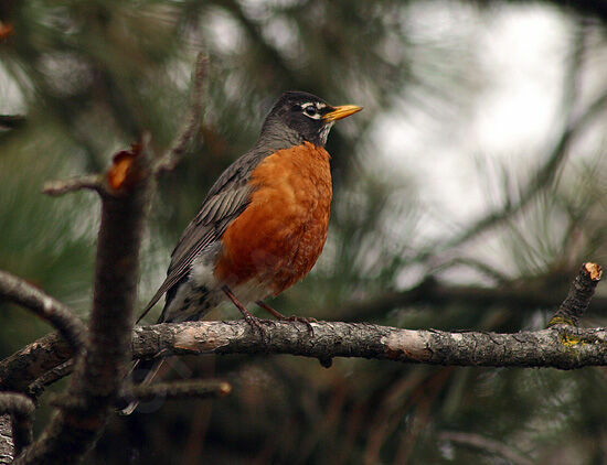 American Robin