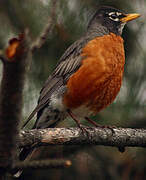 American Robin