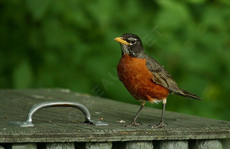 American Robin