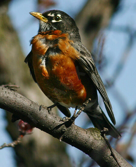 American Robin