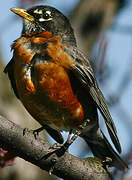 American Robin