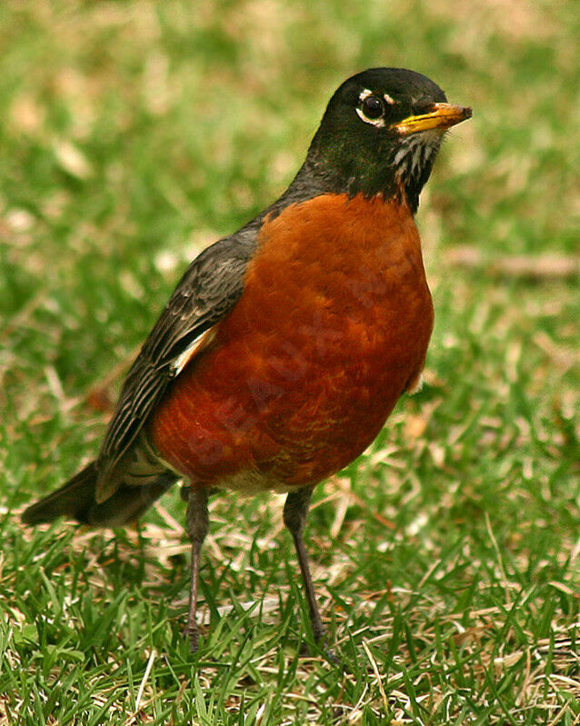 American Robin