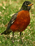 American Robin