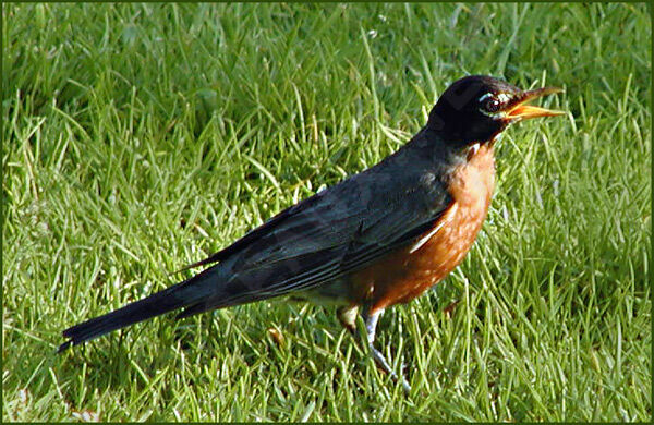 American Robin