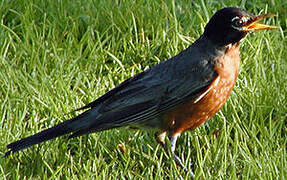 American Robin