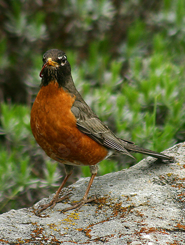 American Robin