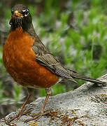 American Robin