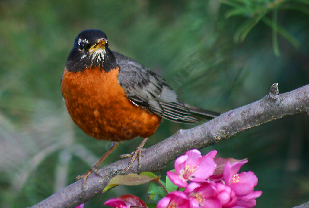 American Robin