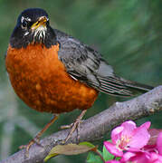 American Robin