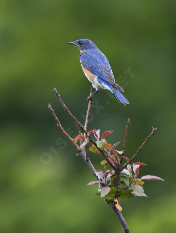 Eastern Bluebird