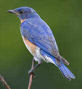 Eastern Bluebird