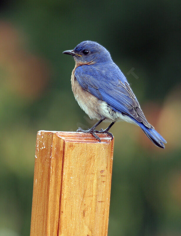 Eastern Bluebird male