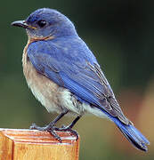 Eastern Bluebird