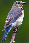 Eastern Bluebird