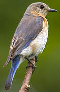 Eastern Bluebird