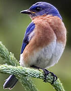 Eastern Bluebird