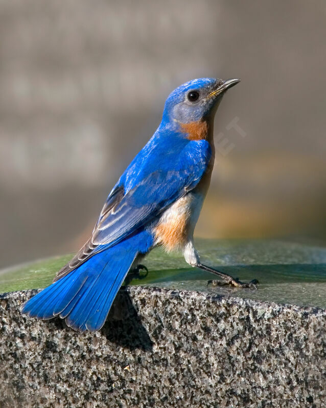 Eastern Bluebird male