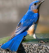 Eastern Bluebird