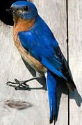 Eastern Bluebird