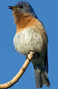 Eastern Bluebird