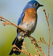 Eastern Bluebird