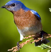 Eastern Bluebird