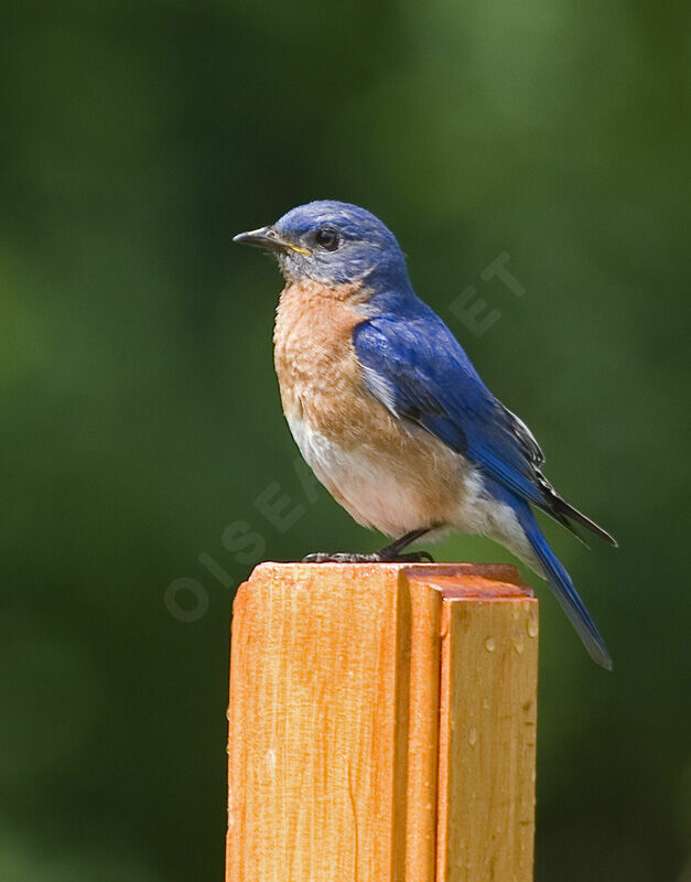 Eastern Bluebird male