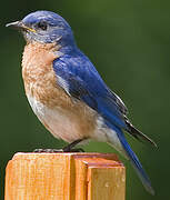 Eastern Bluebird