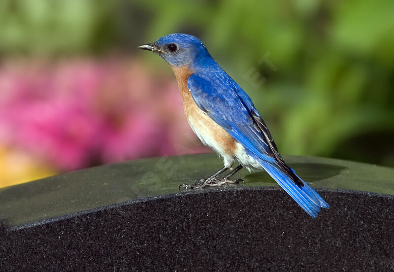 Eastern Bluebird male