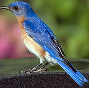 Eastern Bluebird