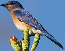 Eastern Bluebird