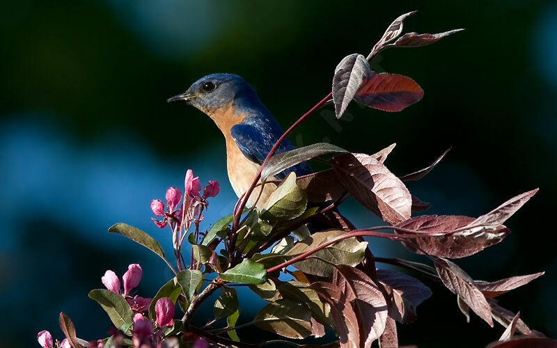 Eastern Bluebird male