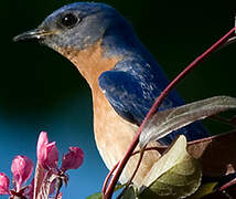 Eastern Bluebird