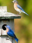 Eastern Bluebird