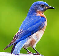 Eastern Bluebird