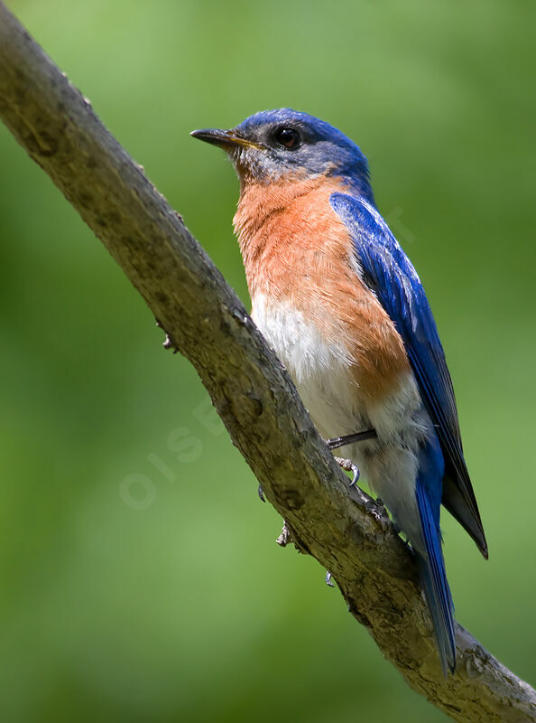 Eastern Bluebird male adult, identification