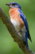 Eastern Bluebird