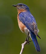 Eastern Bluebird