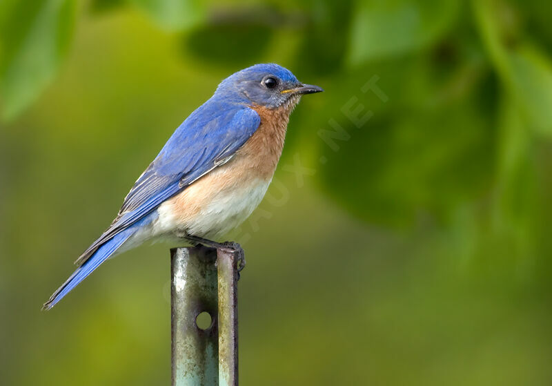 Eastern Bluebird male adult