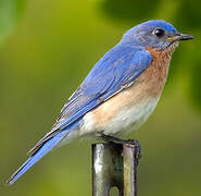 Eastern Bluebird