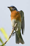 Eastern Bluebird