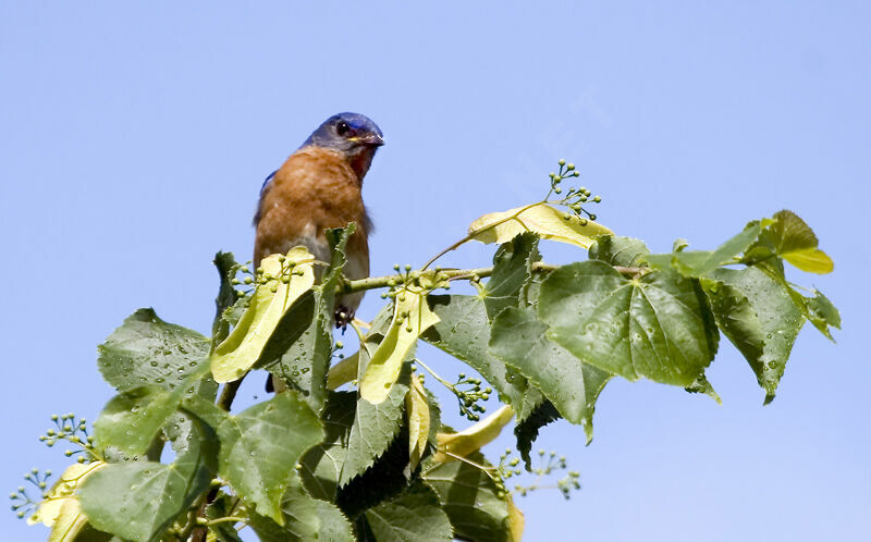 Eastern Bluebird male