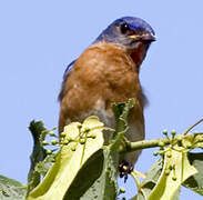 Eastern Bluebird