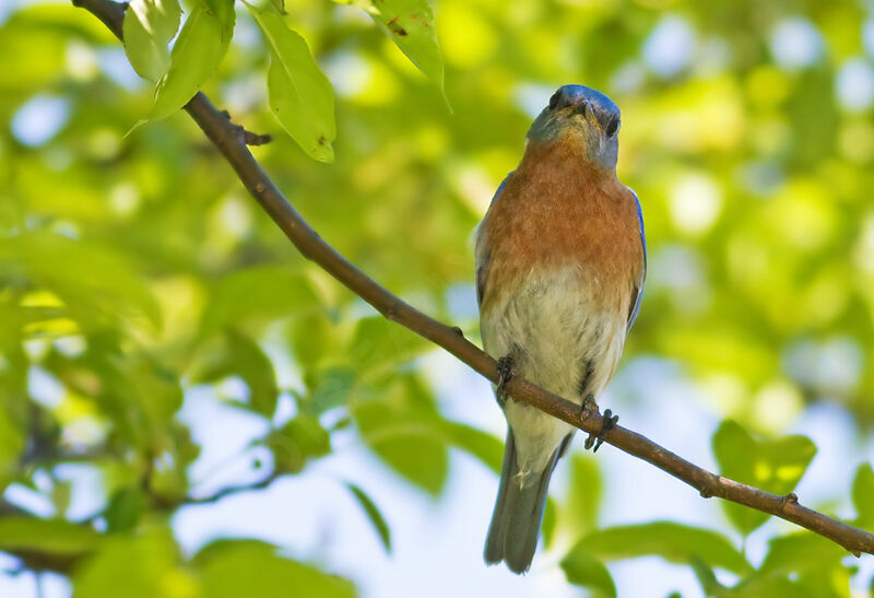 Eastern Bluebirdadult, identification, Behaviour