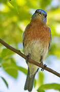 Eastern Bluebird