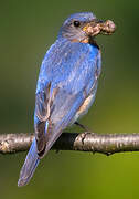 Eastern Bluebird