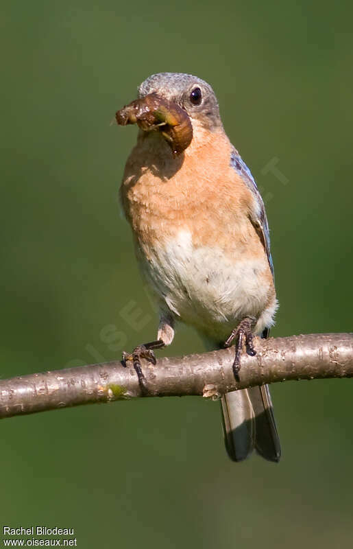 Eastern Bluebird