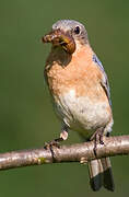 Eastern Bluebird