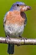 Eastern Bluebird